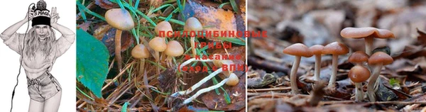 прущие грибы Белоозёрский